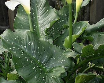 zantedeschia white giant Starter Plant (ALL STARTER PLANTS require you to purchase 2 plants!)