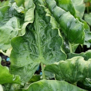 Alocasia Shock treatment Starter Plant (ALL STARTER PLANTS require you to purchase 2 plants!)