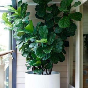 Fiddle Leaf Fig Starter Plant  (ALL STARTER PLANTS require you to purchase 2 plants!)