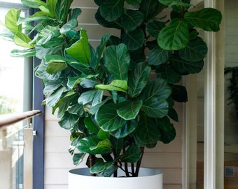 Fiddle Leaf Fig Starter Plant  (ALL STARTER PLANTS require you to purchase 2 plants!)