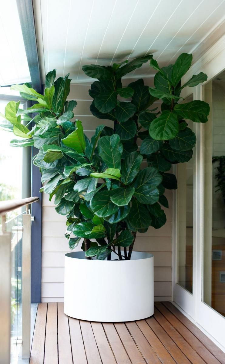 Fiddle Leaf Fig Starter Plant (ALL STARTER PLANTS Require You to Purchase 2  Plants!) - Etsy