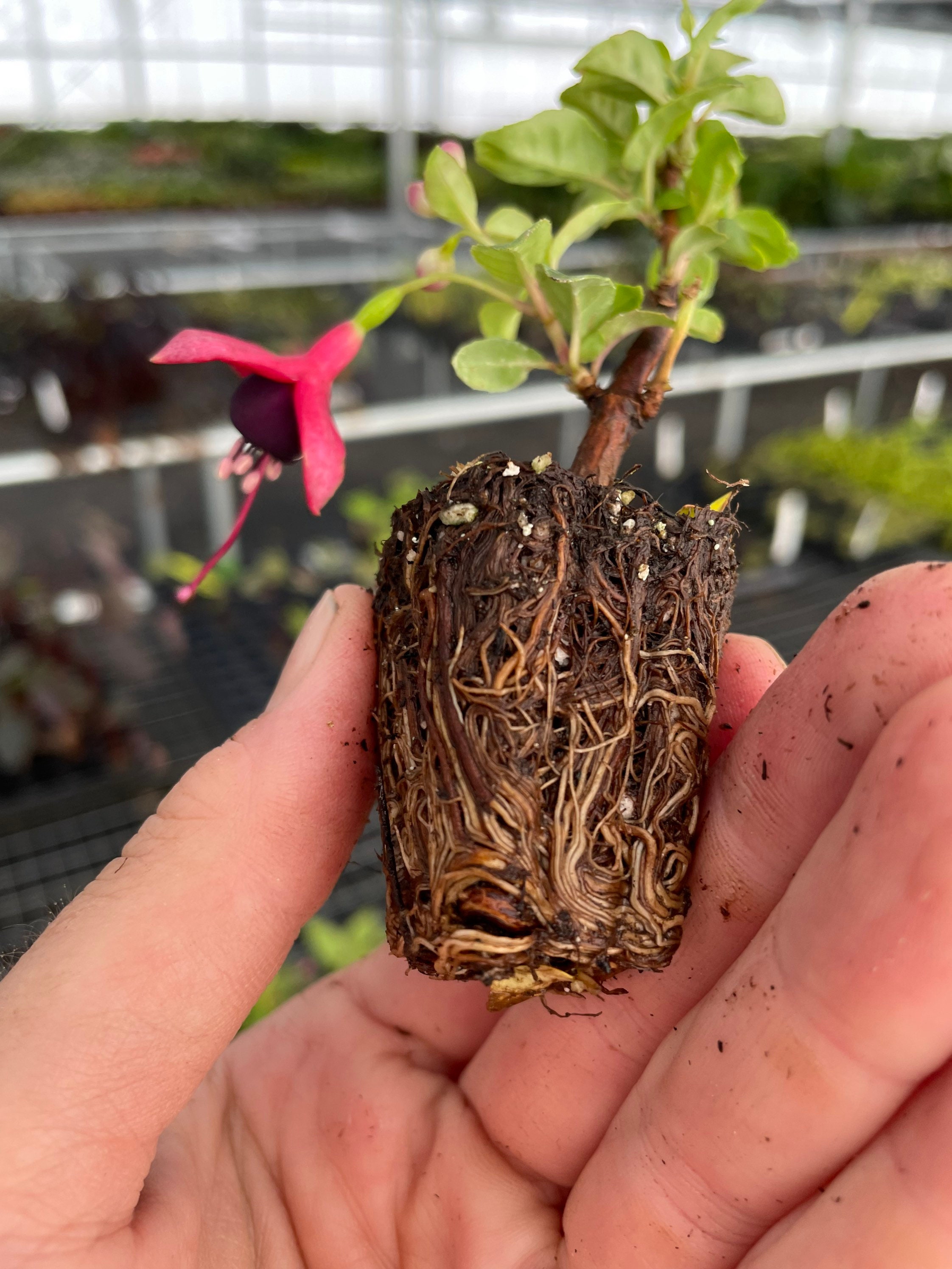 Fuchsia Golden Herald Starter Plant ALL STARTER PLANTS Etsy