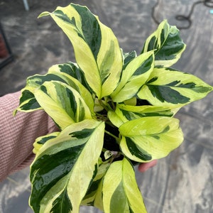 Calathea yellow fusion starter plant (ALL STARTER PLANTS require you to purchase 2 plants!)