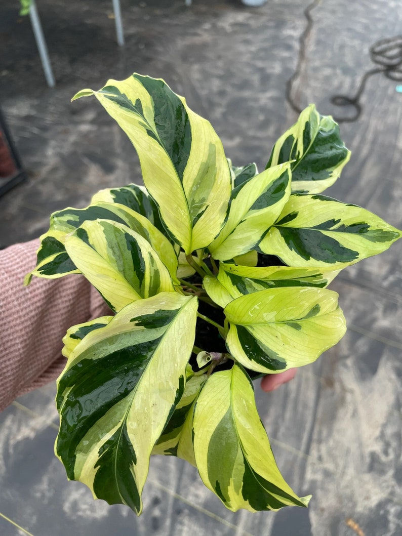 Calathea yellow fusion starter plant ALL STARTER PLANTS require you to purchase 2 plants zdjęcie 1