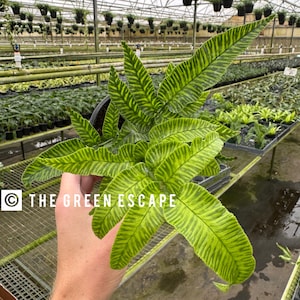 Golden zebra fern 4” pot (ALL PLANTS require you to purchase 2 plants!)