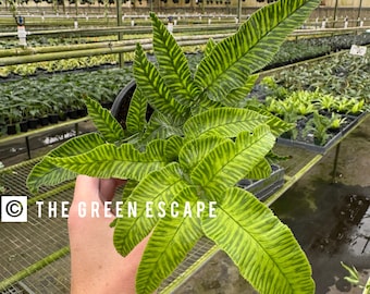 Golden zebra fern 4” pot (ALL PLANTS require you to purchase 2 plants!)