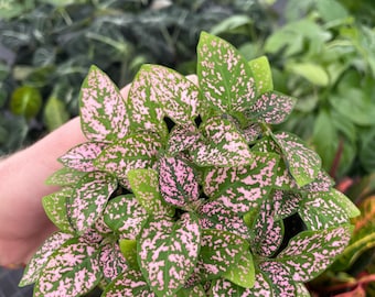 Hypoestes pink 4”pot (ALL PLANTS require you to purchase 2 plants!)