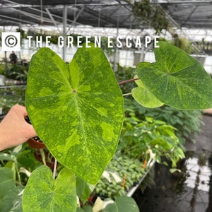 Colocasia Lemon lime gecko Starter Plant (ALL STARTER PLANTS require you to purchase 2 plants!)