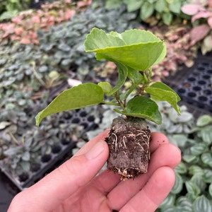 Pride of Hankins white hibiscus Starter Plant (ALL STARTER PLANTS require you to purchase 2 plants!) image 9