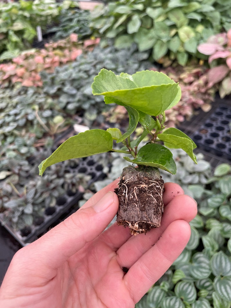 Pride of Hankins white hibiscus Starter Plant (ALL STARTER PLANTS require you to purchase 2 plants!) image 9