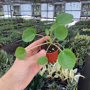 May include: A small Pilea peperomioides plant, also known as a Chinese money plant, in a brown plastic pot. The plant has several round, bright green leaves. The background shows a greenhouse with other plants.