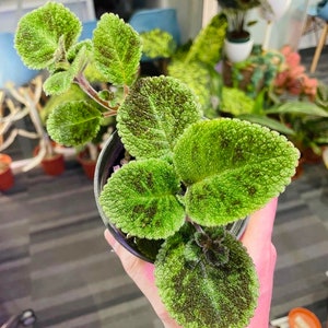 Episcia emerald velvet Starter Plant (ALL STARTER PLANTS require you to purchase 2 plants!)