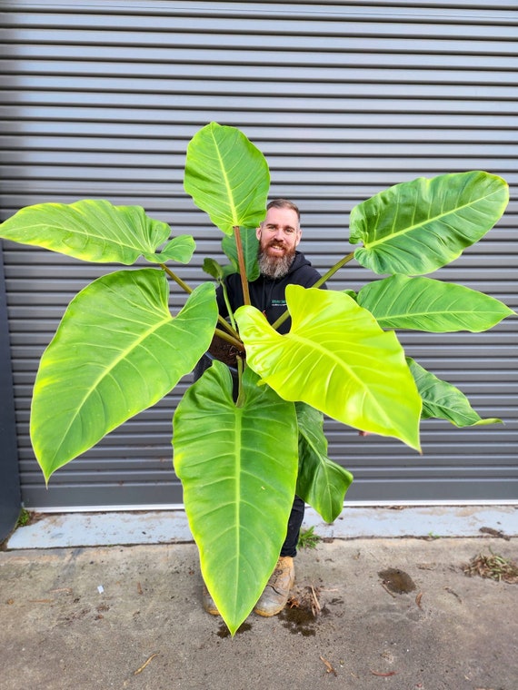 Philodendron Melinonii Ghost Starter Plant (ALL STARTER PLANTS Require You  to Purchase 2 Plants!) - Etsy