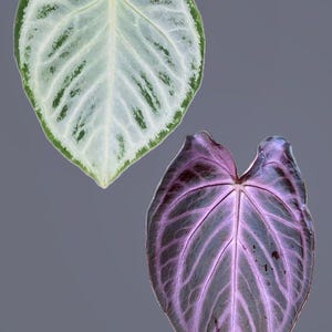 Seed grown Anthurium dorayaki silver x purple Starter Plant (ALL STARTER PLANTS require you to purchase 2 plants!)