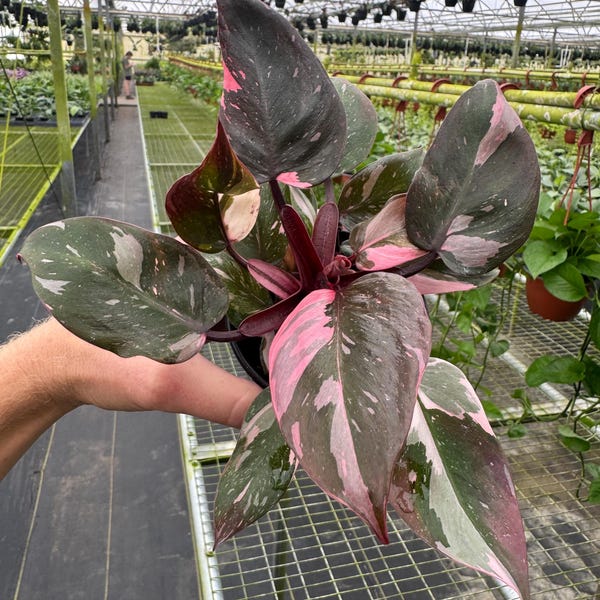 Philodendron pink princess 4” pot (ALL PLANTS require you to purchase 2 plants!)
