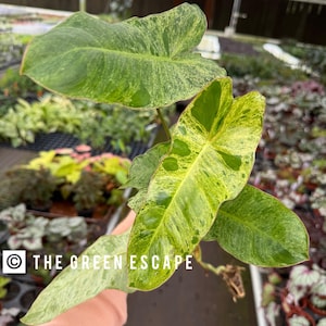 May include: Close-up of a Philodendron Burle Marx Variegata plant. The leaves are a vibrant green with irregular patterns of yellow and cream variegation. The plant is in focus, with a blurred background of other plants. The text "THE GREEN ESCAPE" is visible.