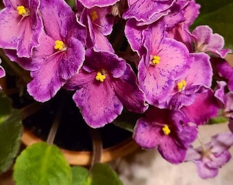 May include: A close-up of a potted African violet plant with vibrant purple and pink flowers with yellow centers. The plant has dark green leaves.