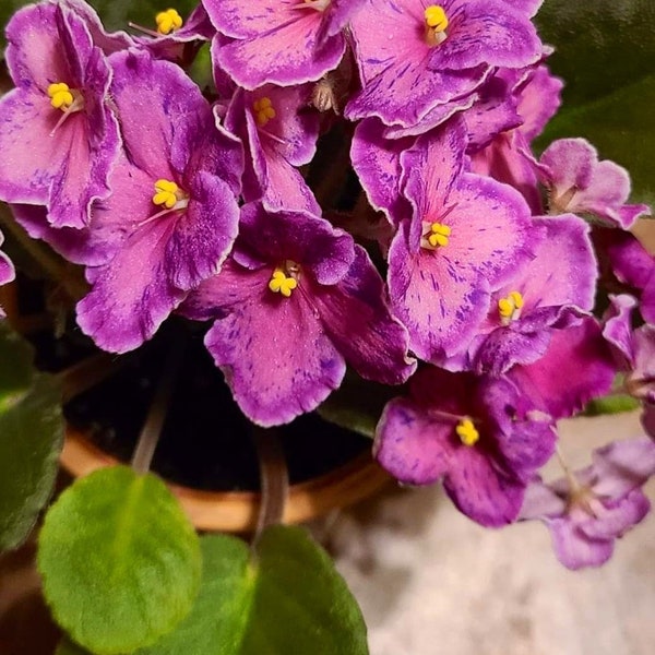 Sunset kiss African violet starter plant (ALL Starter PLANTS require you to purchase 2 plants!)