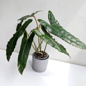 prayer plants Prayer Plant Pop-Up Bouquet