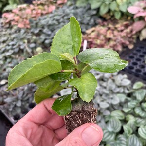 Pride of Hankins white hibiscus Starter Plant (ALL STARTER PLANTS require you to purchase 2 plants!) image 7