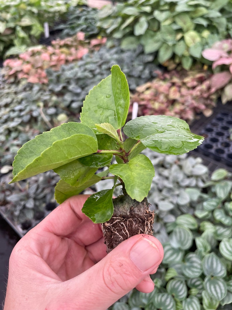 Pride of Hankins white hibiscus Starter Plant (ALL STARTER PLANTS require you to purchase 2 plants!) image 7