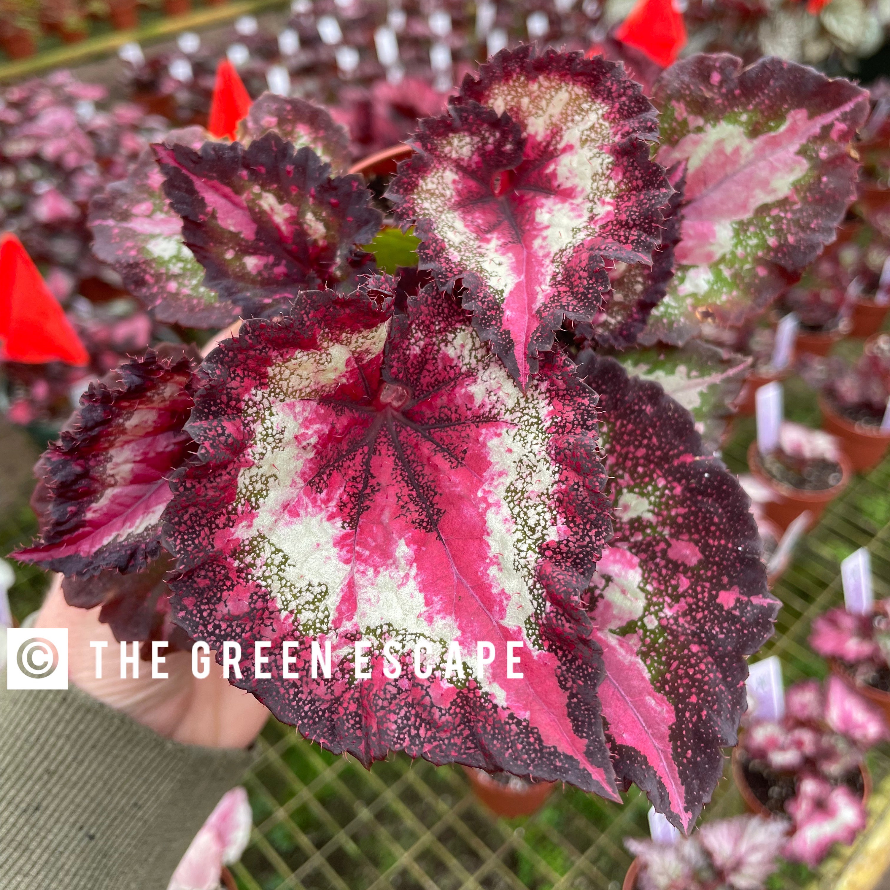 Harmonys First Kiss Begonia 4” Pot (ALL PLANTS Require You to