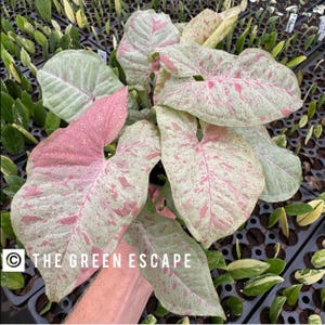 Syngonium Milk confetti Starter Plant (ALL STARTER PLANTS require you to purchase 2 plants!)
