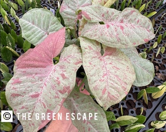 Syngonium Milk confetti Starter Plant (ALL STARTER PLANTS require you to purchase 2 plants!)