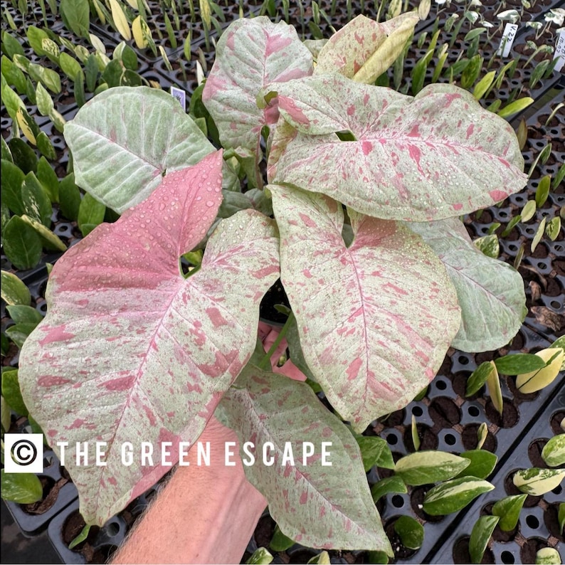 K&ouml;nnte beinhalten: Nahaufnahme einer rosa-gr&uuml;nen panaschierten Pflanze mit gro&szlig;en, herzf&ouml;rmigen Bl&auml;ttern. Die Pflanze wird von einer Hand gehalten, und der Hintergrund ist ein Tablett mit anderen Pflanzen.