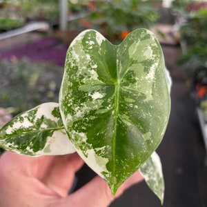 Alocasia variegated frydek Starter Plant ALL STARTER PLANTS require you to purchase 2 plants image 2