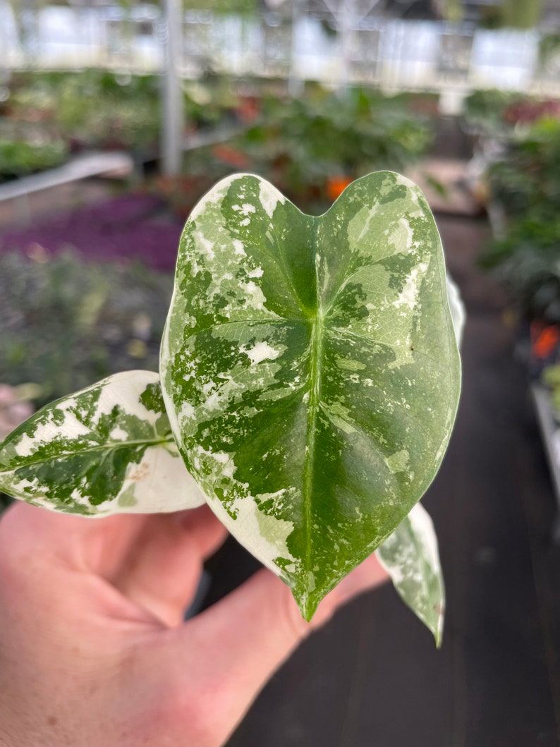 Alocasia variegated frydek Starter Plant ALL STARTER PLANTS require you to purchase 2 plants image 2