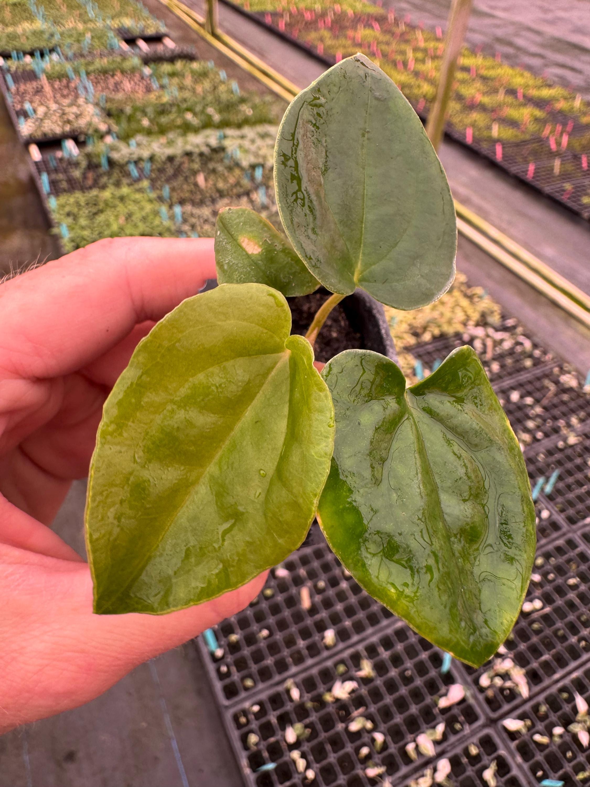 Anthurium dressleri – AABexotics
