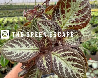 Episcia pink panther Starter Plant (ALL STARTER PLANTS require you to purchase 2 plants!)