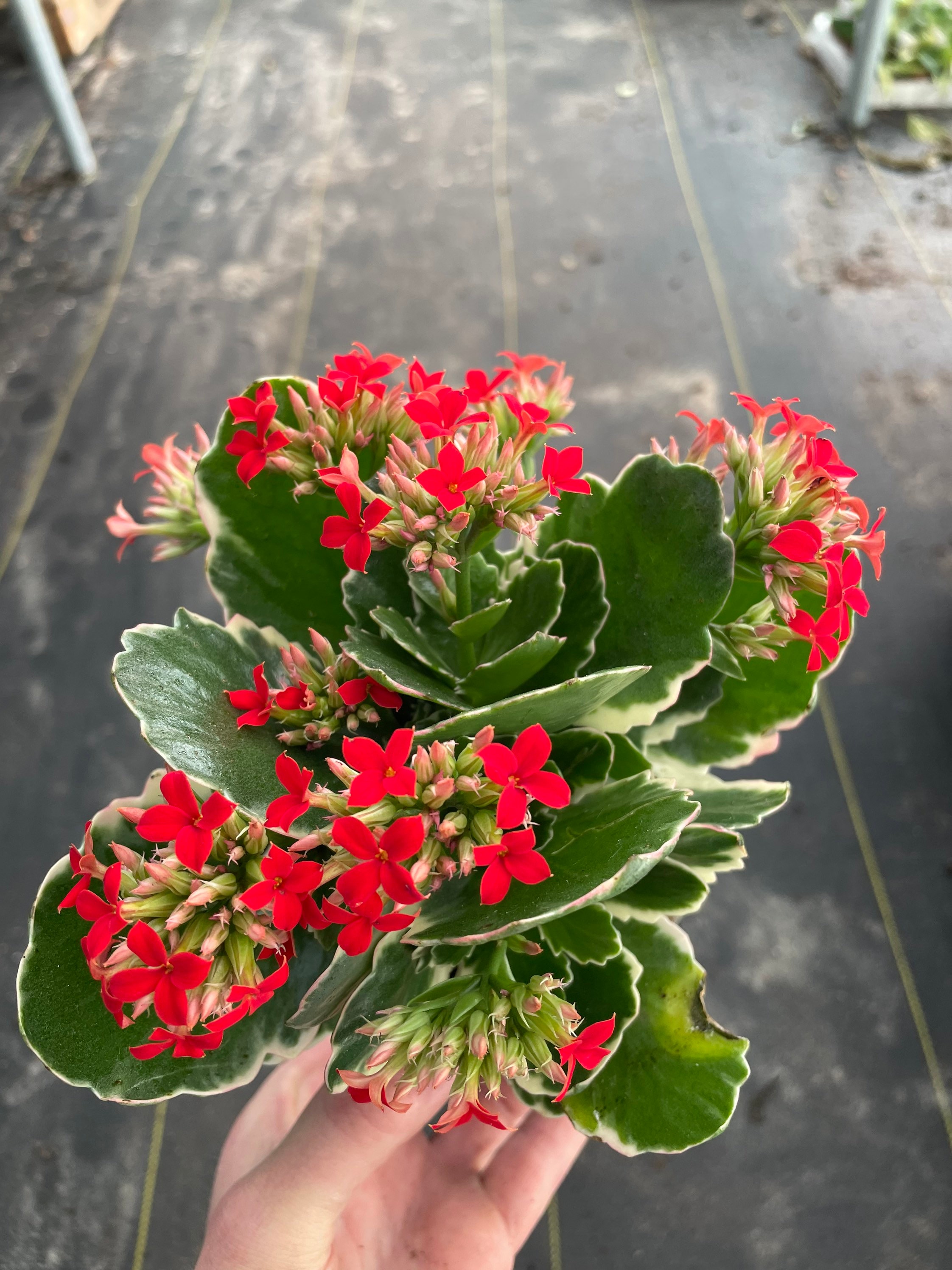 Variegated Kalanchoe Candy Cane 4 Pot ALL PLANTS Require You Etsy