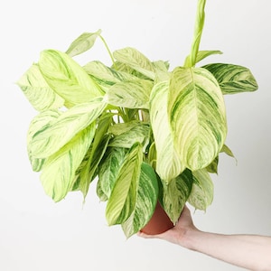 May include: A lush houseplant featuring large, elongated leaves with a variegated pattern of creamy white and vibrant green. The plant is potted in a simple terracotta-colored container, showcasing a dense cluster of foliage with distinct veining.