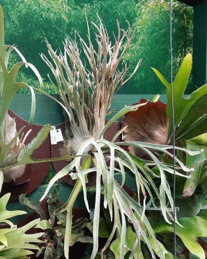 P. willinckii wild Gun ビカクシダ 【公式通販】