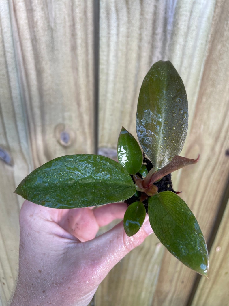 TheGreenEscape Philodendron Plant - Thumbnail 5