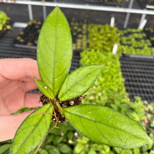 Hoya Crassipetiolata Starter Plant (ALL STARTER PLANTS require you to purchase 2 plants!)