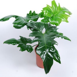 Philodendron golden dragon Starter Plant (ALL STARTER PLANTS require you to purchase 2 plants!)