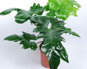 Philodendron golden dragon Starter Plant (ALL STARTER PLANTS require you to purchase 2 plants!)