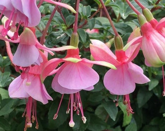 Fuchsia upright Paloma Starter Plant (ALL STARTER PLANTS require you to purchase 2 plants!)