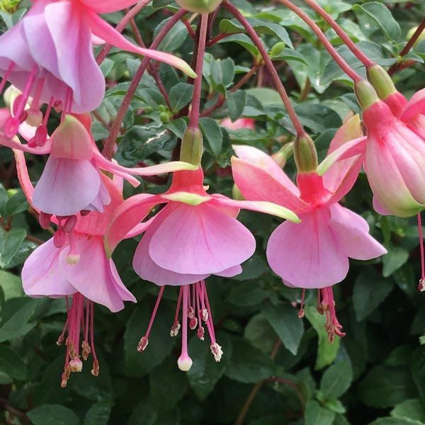 Fuchsia upright Paloma Starter Plant (ALL STARTER PLANTS require you to purchase 2 plants!)