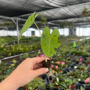 Puede incluir: Primer plano de una peque&ntilde;a planta con dos hojas grandes en forma de coraz&oacute;n. Las hojas son verdes con motas verde oscuro. La planta se sostiene, mostrando las ra&iacute;ces y la tierra.