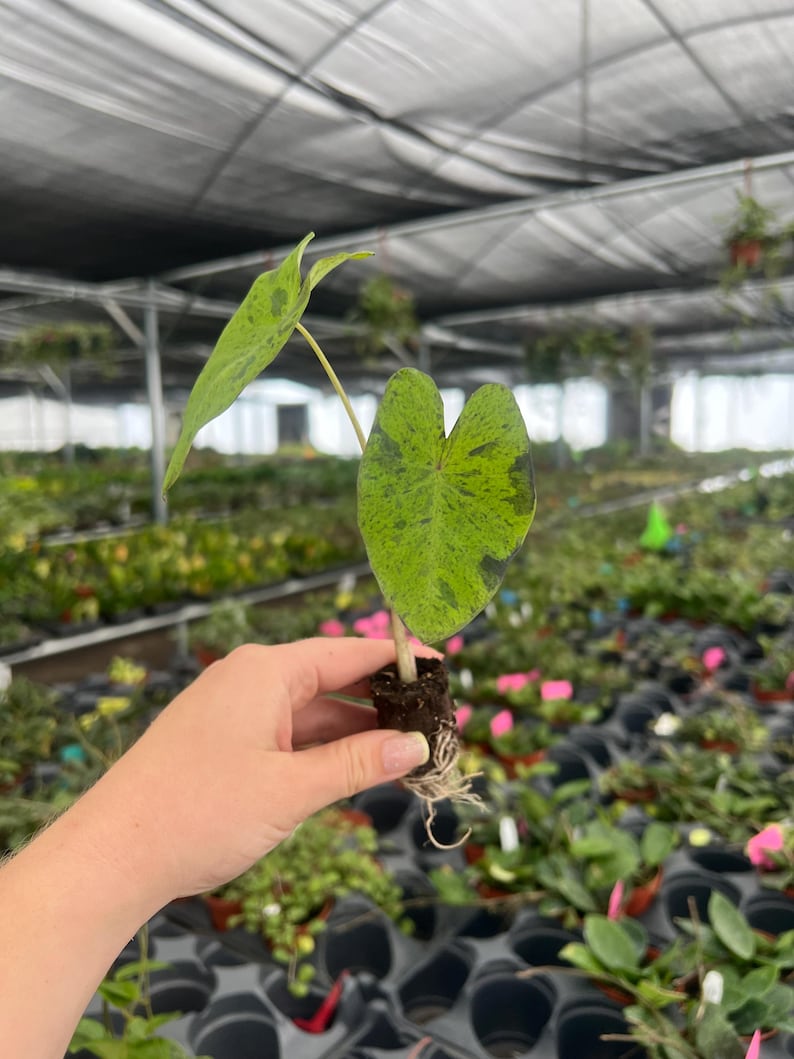 Puede incluir: Primer plano de una peque&ntilde;a planta con dos hojas grandes en forma de coraz&oacute;n. Las hojas son verdes con motas verde oscuro. La planta se sostiene, mostrando las ra&iacute;ces y la tierra.