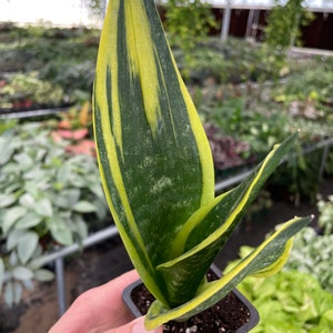 Sansevieria flame Starter Plant (ALL STARTER PLANTS require you to purchase 2 plants!)
