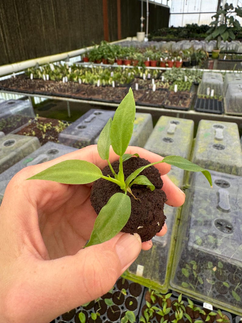 Philodendron Mayoi Plant - Thumbnail 2