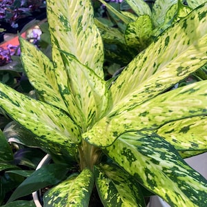 May include: Close-up of a vibrant Dieffenbachia plant with large, variegated leaves. The leaves display a striking pattern of light green and dark green spots and streaks. The plant is potted in a white container, showcasing its lush foliage.