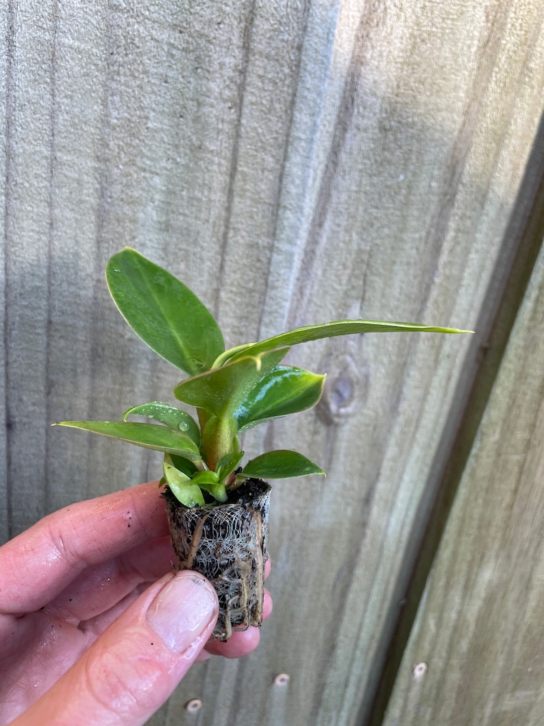 TheGreenEscape Philodendron Thai Congo Plant - Thumbnail 5