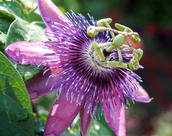 Passiflora Aphrodites purple Starter Plant (ALL STARTER PLANTS require you to purchase 2 plants!)