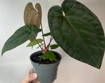 Anthurium AOS DF X RVDP (tezula Ace of Spades X Red Vein Dark